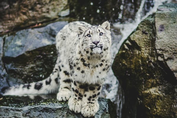 Yapay zeka kar leoparlarını kurtarabilir mi?